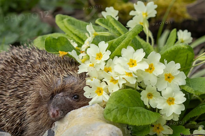 European hedgehog (Erinaceus europaeus) adult animal in a garden next to a Primrose flower in the spring, England, United Kingdom, Europe