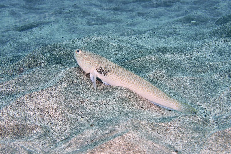A poisonous Petermännchen (Trachinus draco) lies quietly on sandy ground under water. Dive site Montana Amarilla, Costa del Silencio, Tenerife, Canary Islands, Spain, Europe