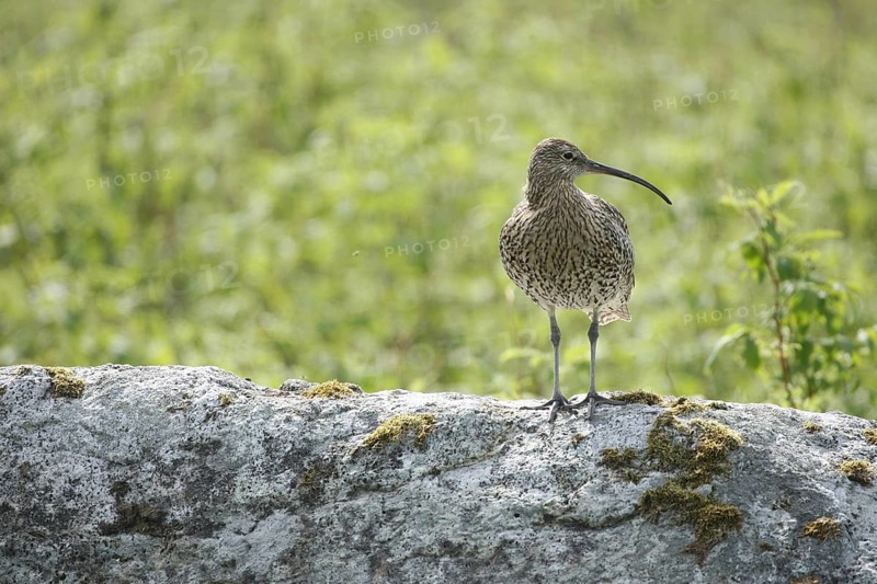 Eurasian curlew (Numenius arquata) Lofoten, Norway, Scandinavia, Europe