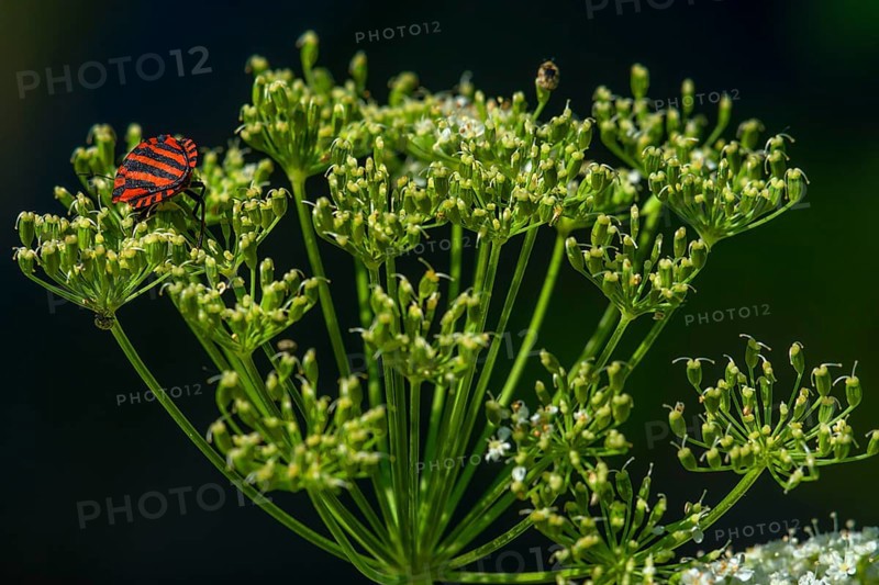 Italian striped-bug (Graphosoma lineatum) on a goutweed flower (Aegopodium podagraria), Mecklenburg-Western Pomerania, Germany, Europe