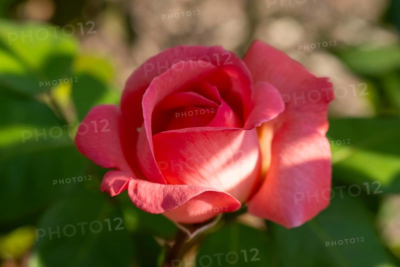 Red blossom of the hybrid tea rose (Rosa), North Rhine-Westphalia, Germany, Europe