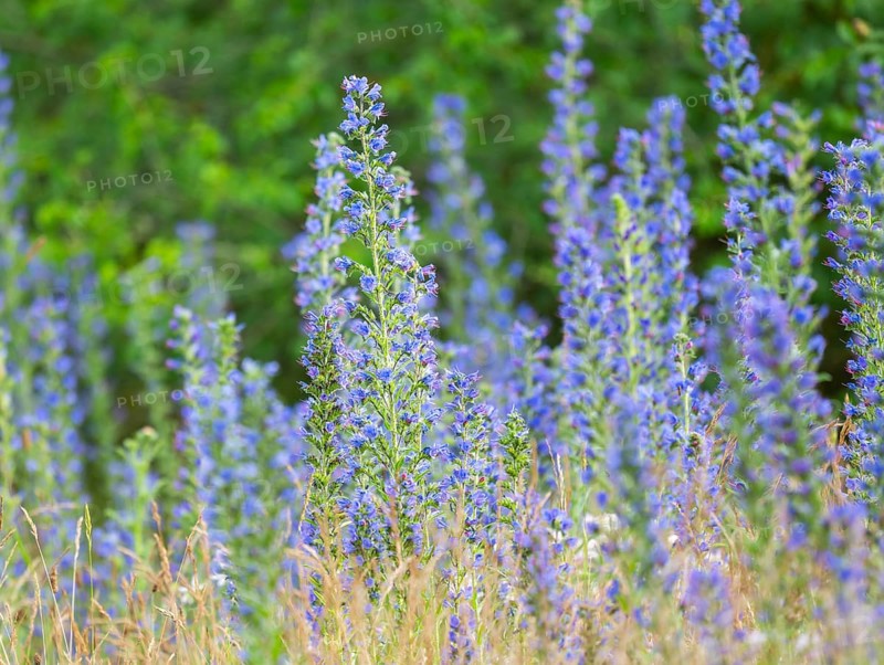 Viper's bugloss (Echium vulgare), flowering, Thuringia, Germany, Europe