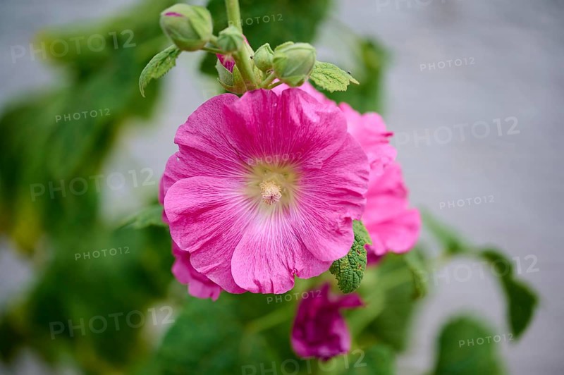 Blooming pink hibiscus (Hibiscus), with buds, close-up, summer, Germany, Europe