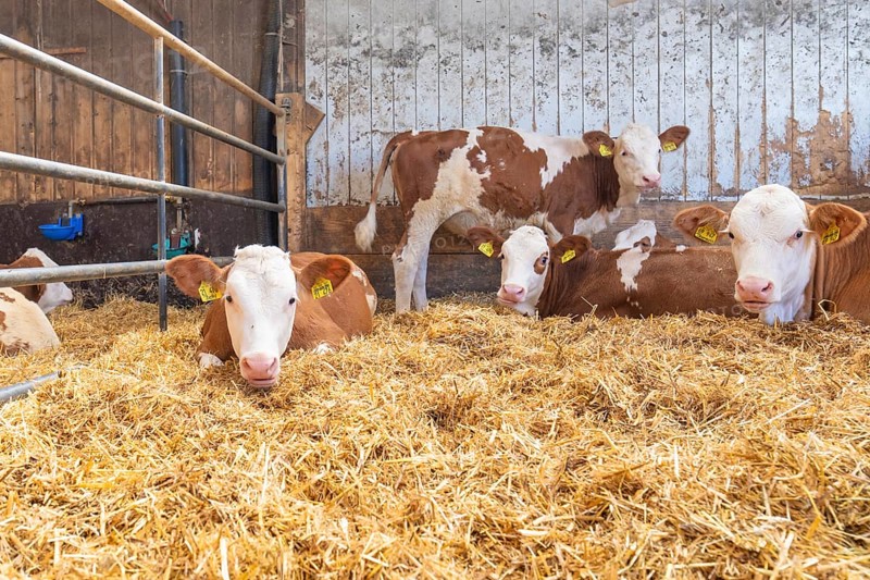 Several calves resting on a layer of straw in a barn, Haselstaller Hof, Gechingen, Black Forest, Germany, Europe
