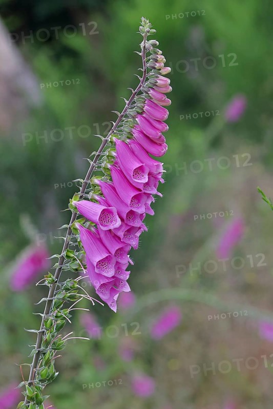 Common foxglove (Digitalis purpurea), flowers, from the plantain family, highly toxic, deadly poisonous plant, Wilnsdorf, North Rhine-Westphalia, Germany, Europe