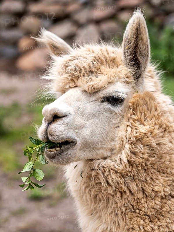 Alpaca (Lama pacos), Inca complex at Pisac, Sacred Valley of the Incas, Cusco, Peru, South America