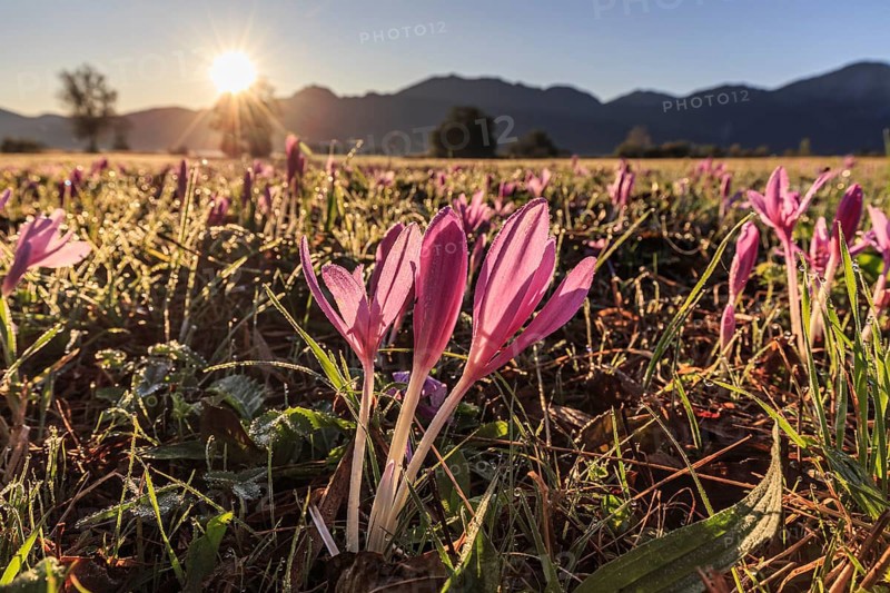 Autumn crocus (Colchicum autumnale), flower meadow, sunrise, autumn, Loisach-Lake Kochel moor, Kochler mountains, Alpine foothills, Bavaria, Germany, Europe
