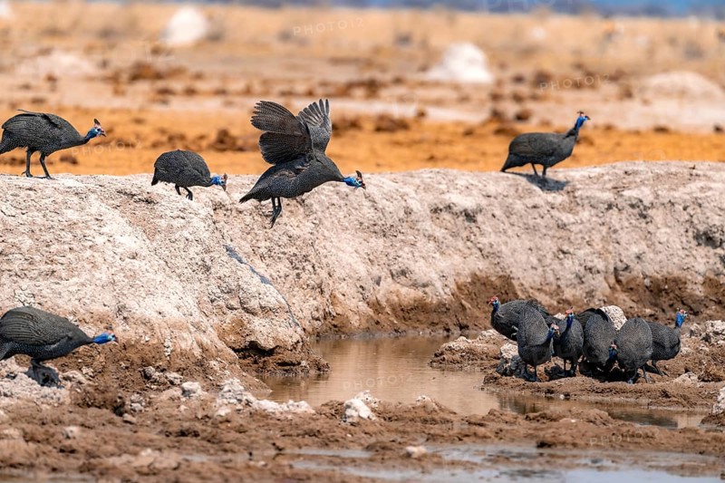 Helmeted guinea fowl (Numida meleagris), group at the waterhole, guinea fowl in flight, Nxai Pan National Park, Botswana Botswana