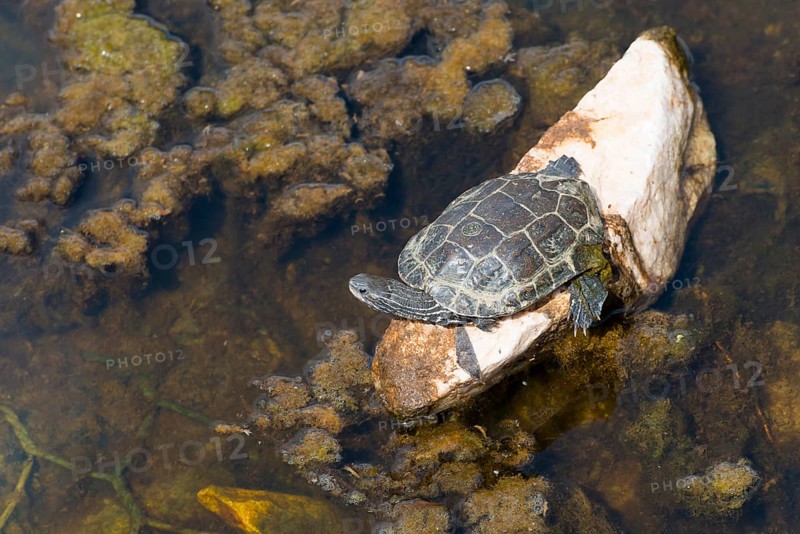A small turtle on a rock in a water covered with algae, turtle, Toroni, Torone, Sithonia, Chalkidiki, Central Macedonia, Greece, Europe