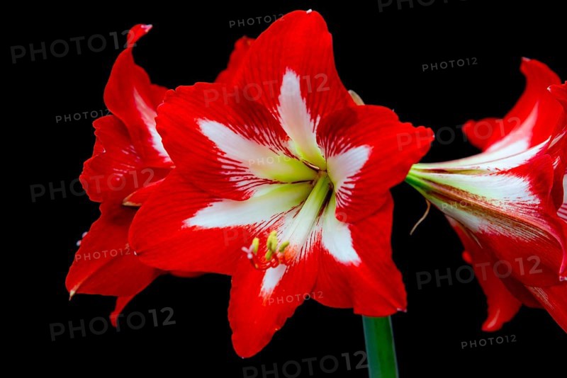 Close-up of a bright red amaryllis flower with white accents on a black background