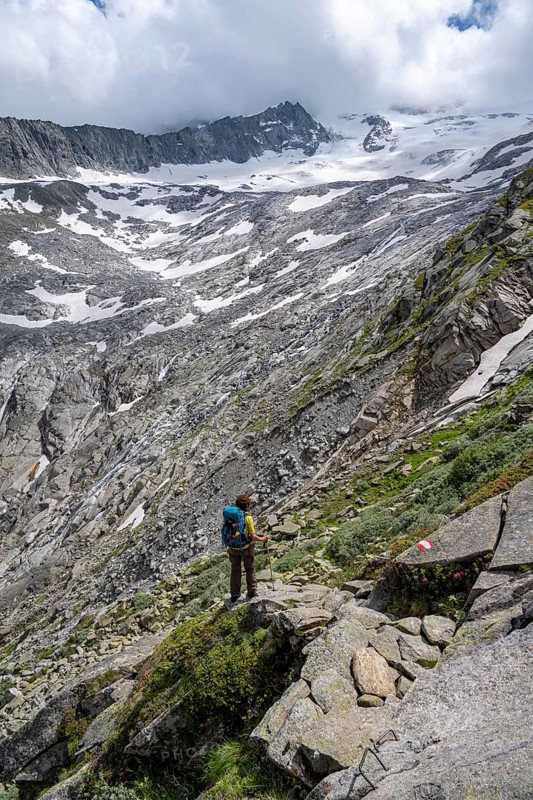 Mountaineer on hiking trail with blooming alpine roses, mountain landscape with rocky mountains and snow, Berliner Höhenweg, Zillertal Alps, Tyrol, Austria, Europe