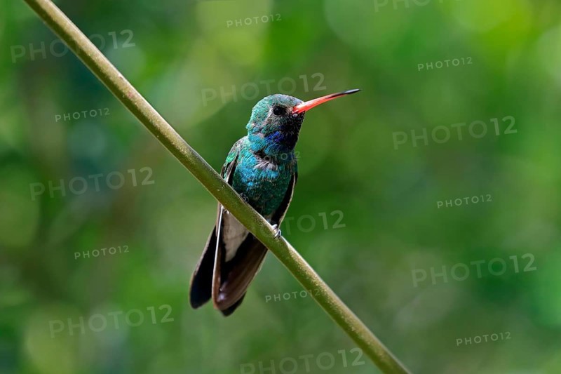 Broad-billed hummingbird (Cynanthus latirostris), adult, male, in perch, Sonoran Desert, Arizona, North America, USA, North America