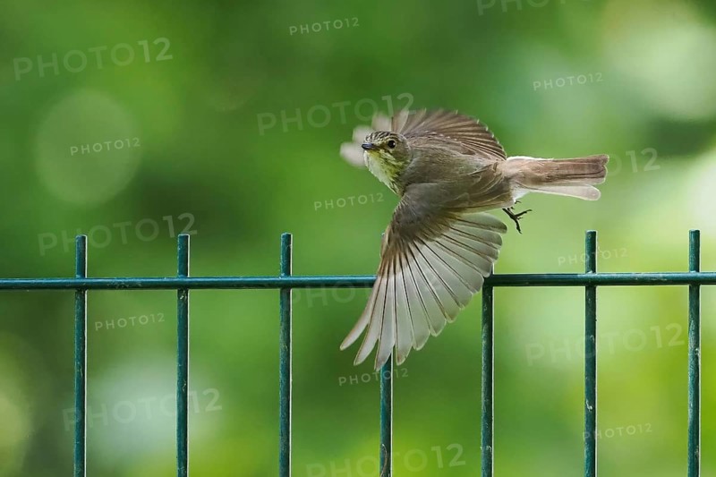A spotted flycatcher (Muscicapa striata) in flight over a fence against a blurred green background, Hesse, Germany, Europe