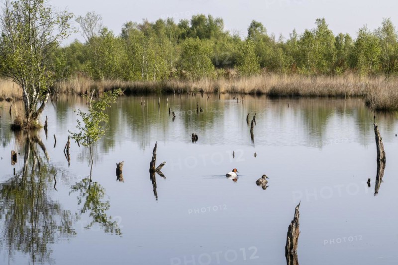 Moorland landscape, with pochards (Aythya ferina), rewetting, Emsland, Lower Saxony, Germany, Europe