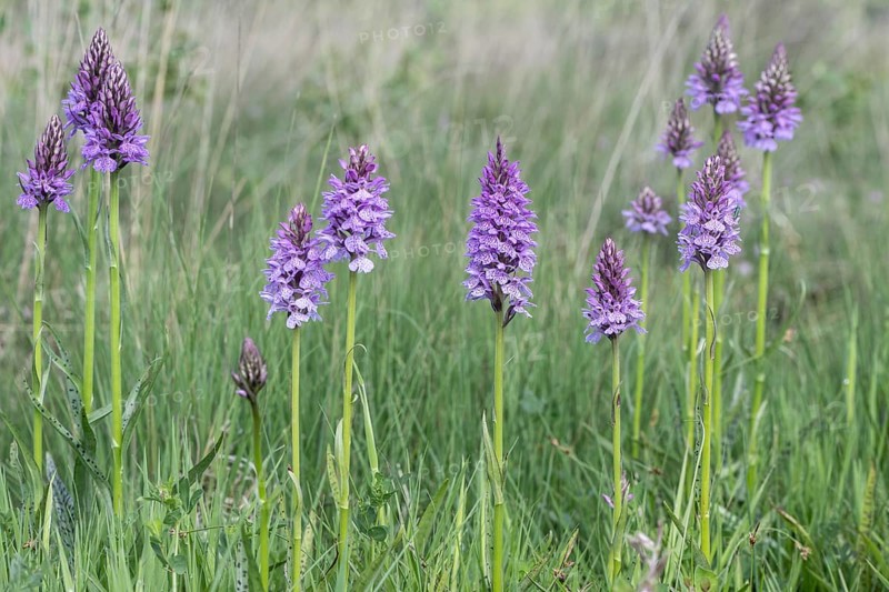 Southern marsh orchid (Dactylorhiza praetermissa), Emsland, Lower Saxony, Germany, Europe