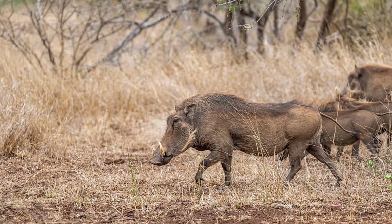 Common warthog (Phacochoerus africanus), in dry grass, Kruger National Park, South Africa, Africa