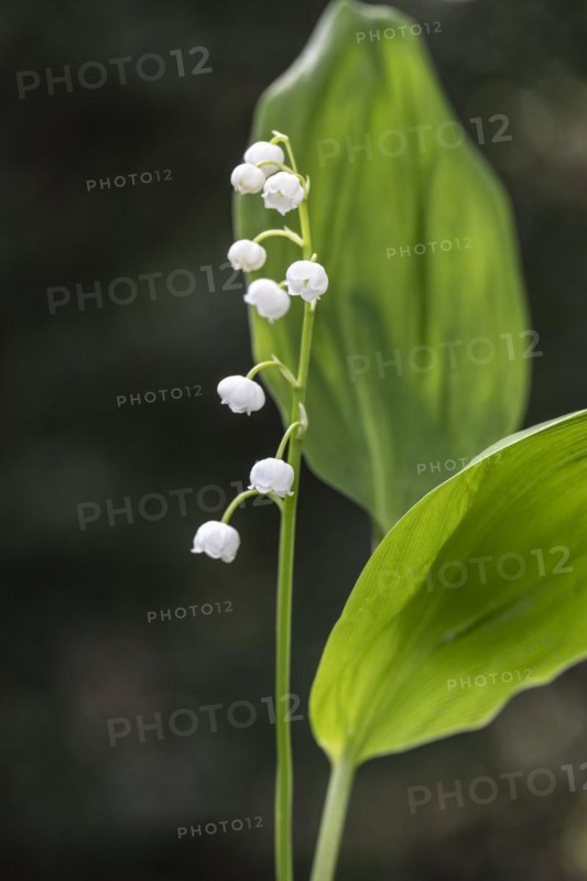 Lily of the valley (Convallaria majalis), Emsland, Lower Saxony, Germany, Europe