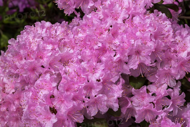 Rhododendron 'Manitou' with pink and white flower blossoms in spring, Quebec, Canada, North America