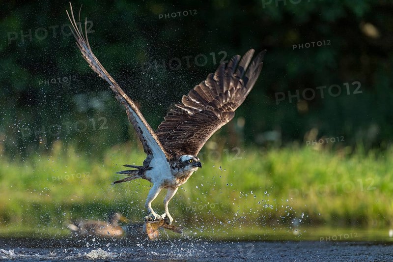 Western osprey (Pandion haliaetus) hunting with a trout, Aviemore, Scotland, Great Britain