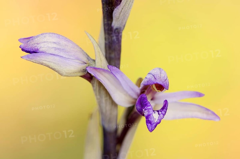 Violet limodore (Limodorum abortivum), flowers, Provence, southern France