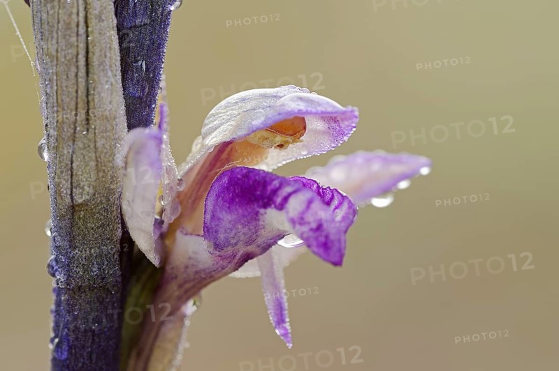 Violet limodore (Limodorum abortivum), flower, Provence, southern France
