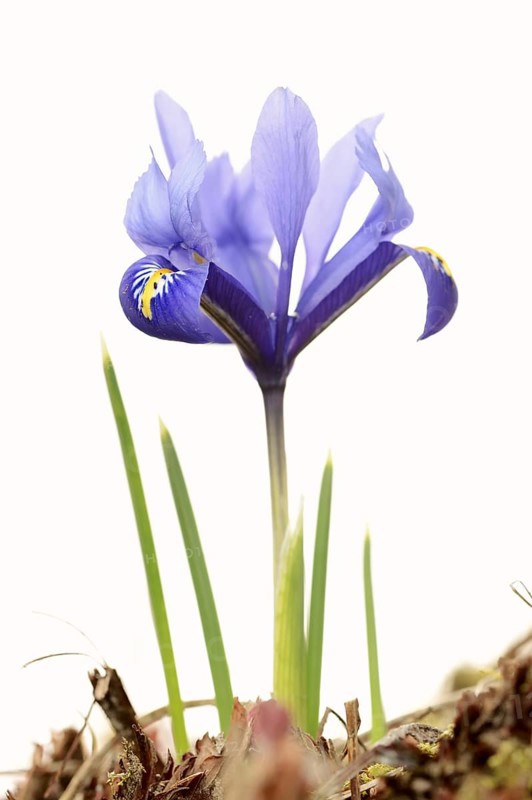 Net-leaved iris or net iris (Iridodyctium reticulata, Iridodictyum reticulatum), flower, against a white background, ornamental plant, North Rhine-Westphalia, Germany, Europe