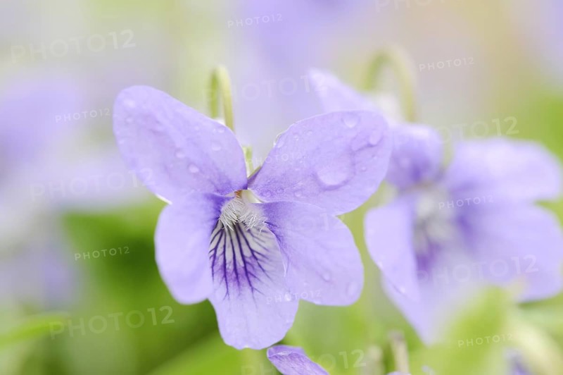 Wood violet (Viola riviniana), flower, North Rhine-Westphalia, Germany, Europe