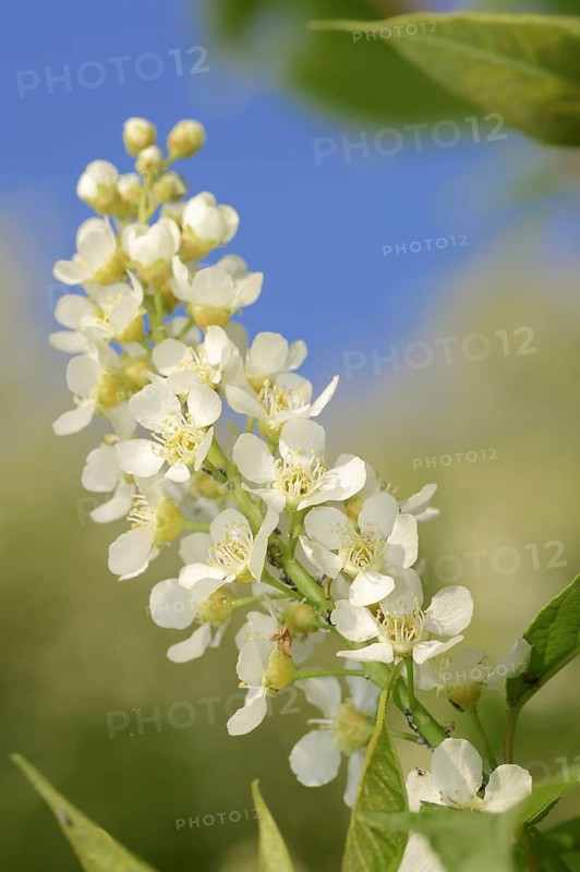 Common weeping cherry (Prunus padus, Padus avium), flowering, North Rhine-Westphalia, Germany, Europe