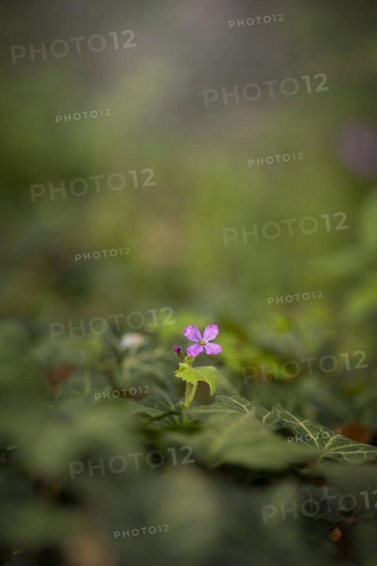Close-up of an annual honesty (Lunaria annua), annual silverleaf, garden silverleaf, Judas silverleaf, Judas penny, silver thaler, nature photo, portrait format, Neustadt am Rübenberge, Lower Saxony, Germany, Europe