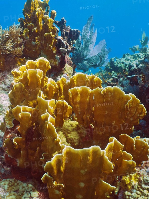 Fire coral (Millepora complanata), dive site John Pennekamp Coral Reef State Park, Key Largo, Florida Keys, Florida, USA, North America