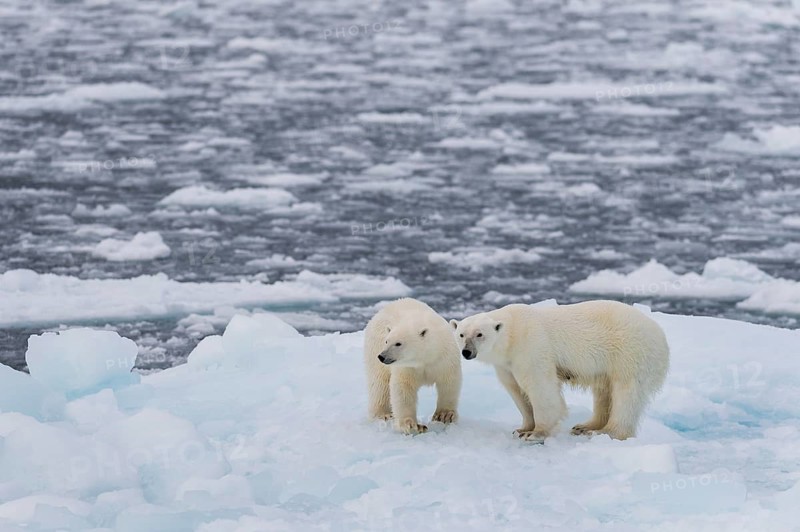 Polar bears (Ursus maritimus) on the pack ice at 82 degrees north on an ice floe, mother with cubs, Spitsbergen Island, Svalbard and Jan Mayen archipelago, Norway, Europe