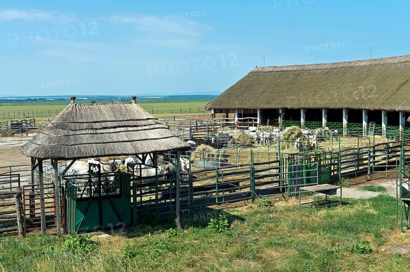 Stable for Hungarian Grey Cattle, Sarrod, Ferto-Hanság National Park, Hungary, Europe