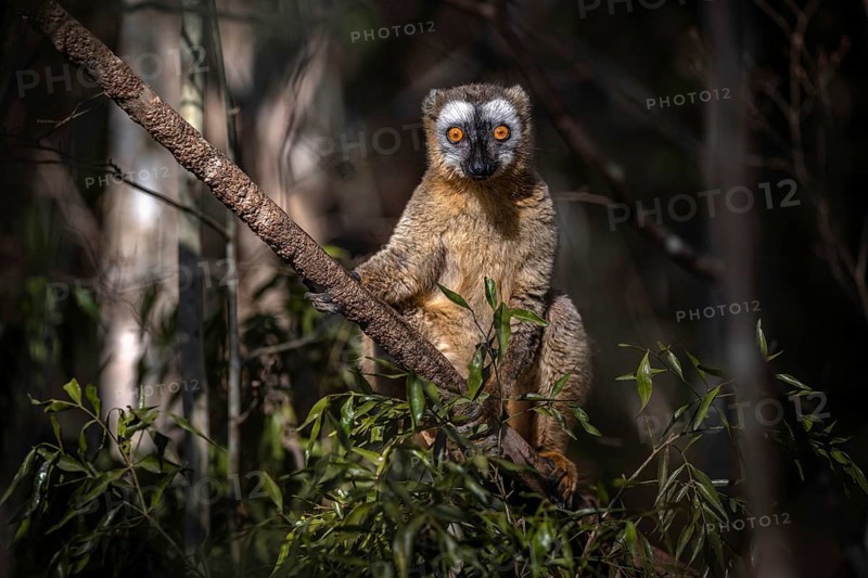 Red-fronted lemur (Eulemur rufifrons) in the dry forests of western Madagascar