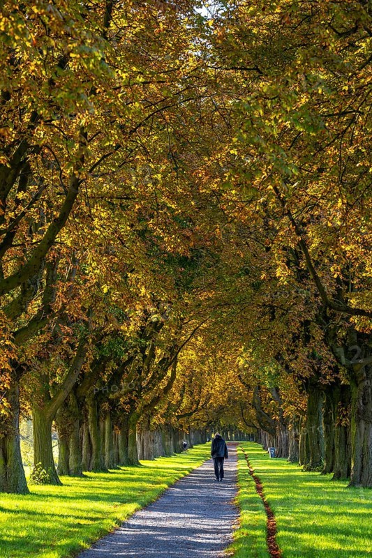Dense chestnut tree avenue at the Rhine dike near Neuss, Deichallee, autumn, colourful leaves, walker, North Rhine-Westphalia, Germany, Europe