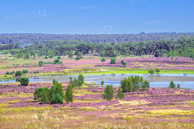View from fire lookout tower, watchtower over heathland in Grenspark Kalmthoutse Heide, Kalmthout Heath, nature reserve in summer, Flanders, Belgium, Europe
