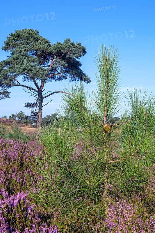 New shoot of maritime pine, cluster pine (Pinus pinaster) in moorland with blooming heather in summer at Kalmthoutse Heide, Kalmthout Heath, Belgium, Europe