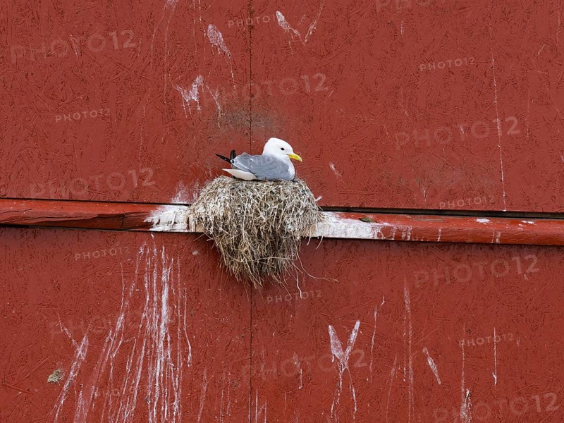 Black-legged kittiwake (Rissa tridactyla), breeding bird on nest, built on fishing harbour building, May, Varanger Fjord, Norway, Europe