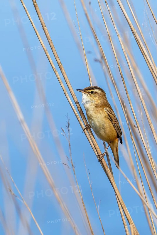 Sedge warbler (Acrocephalus schoenobaenus) perched in reedbed in spring