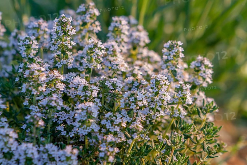 Flowering thyme, Tuscany, Italy, Europe