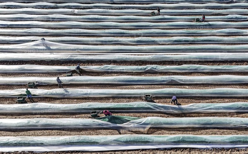 The first asparagus is harvested from a foil-covered asparagus field, Beelitz, 26/03/2024
