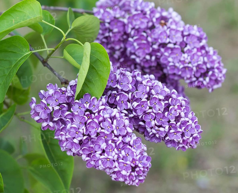 Blooming lilac in the botanical garden in spring