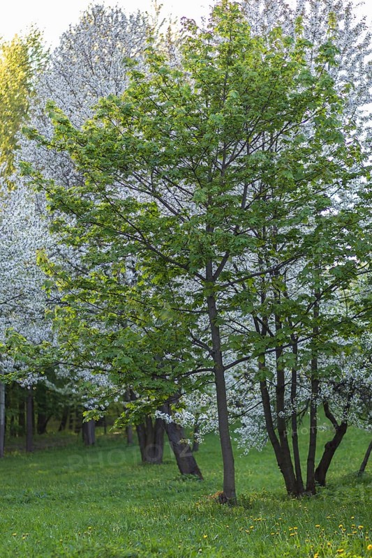 Blooming apple trees in spring park