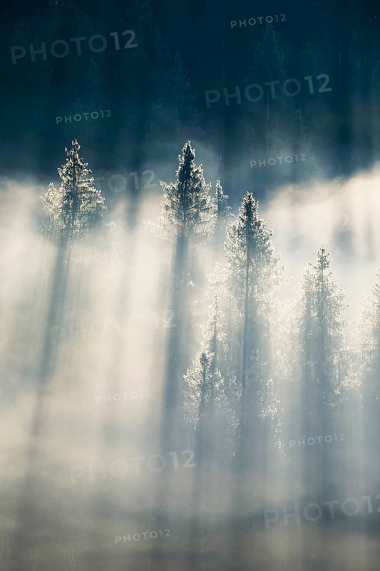 Fog and forest in Oberägeri in the canton of Zug, Switzerland, Europe