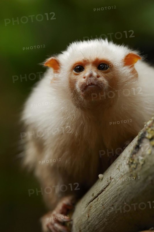 Silver monkey or silver marmoset (Mico argentatus, Callithrix argentata), captive, occurring in South America