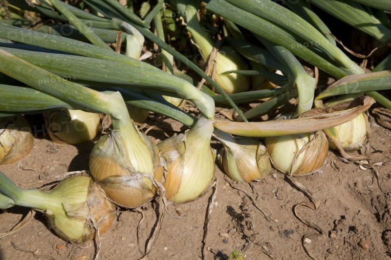 Onion crop in field, Suffolk, England, United Kingdom, Europe