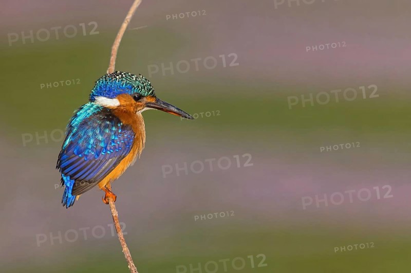 Crested Kingfisher, Corythohrnis cristatus, (Alcedo cristata), Kingfisher family, Malachite Kingfisher, Janjabureh boat trip, Janjabureh, South Bank, Gambia, Africa
