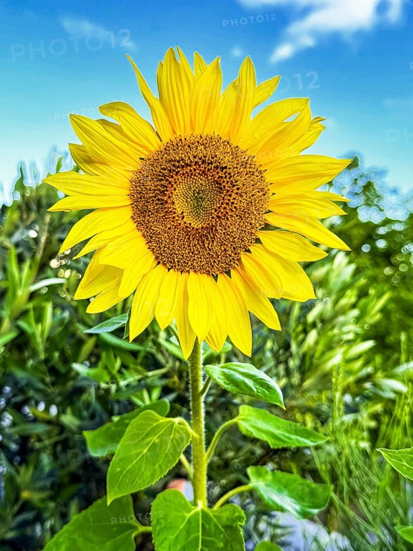 Common sunflower (Helianthus annuus) has flower with yellow petals open in front of blue sky with white clouds forming fresh sunflower seeds growing, Germany, Europe