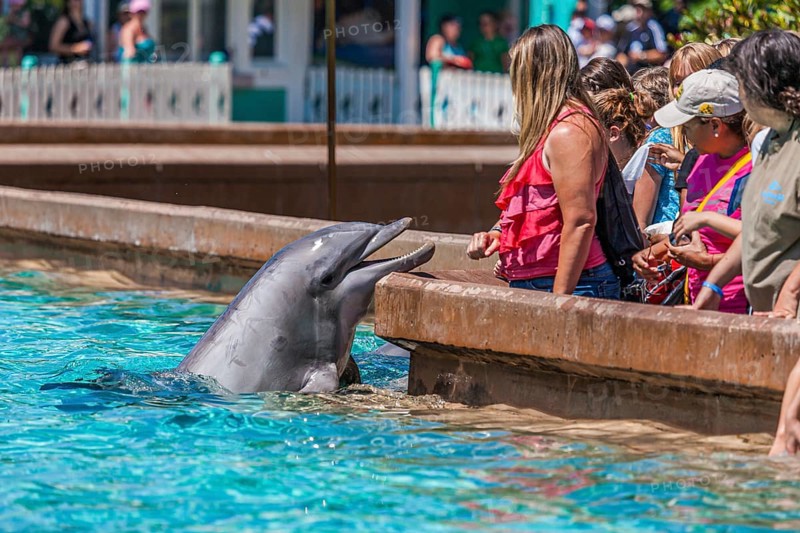 Tourists have up-close encounter with a bottle nosed dolphin at Sea World theme park in Orlando, Florida, USA, North America