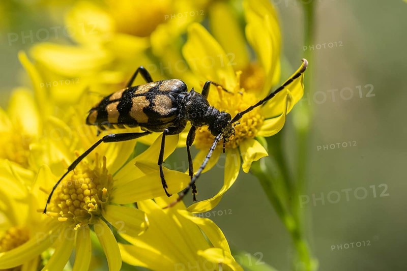Leptura annularis (Leptura annularis) on ragwort (Jacobaea vulgaris), Emsland, Lower Saxony, Germany, Europe
