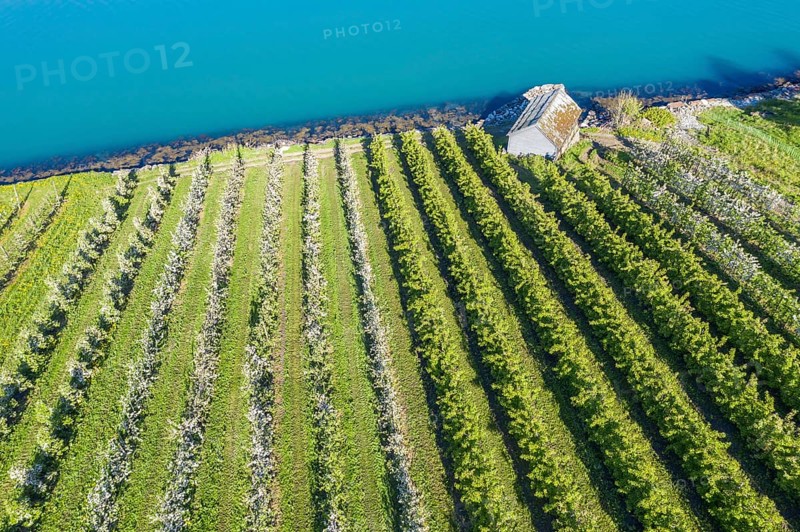 Apple farm near Lofthus at the Sörfjord, a branch of the Hardangerfjord, blomstering in May, drone shot, Hardanger, Norway, Europe